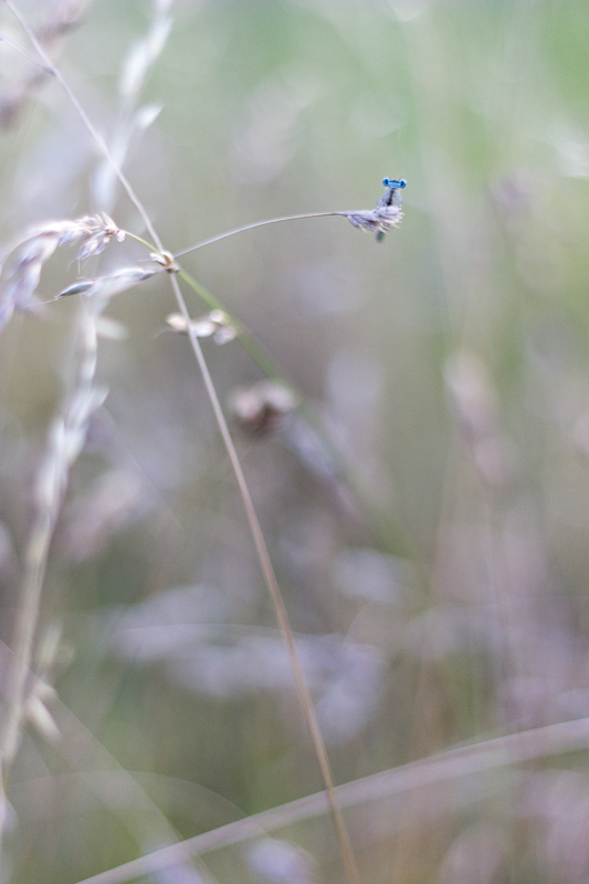 Agrion du jardin.JPG
