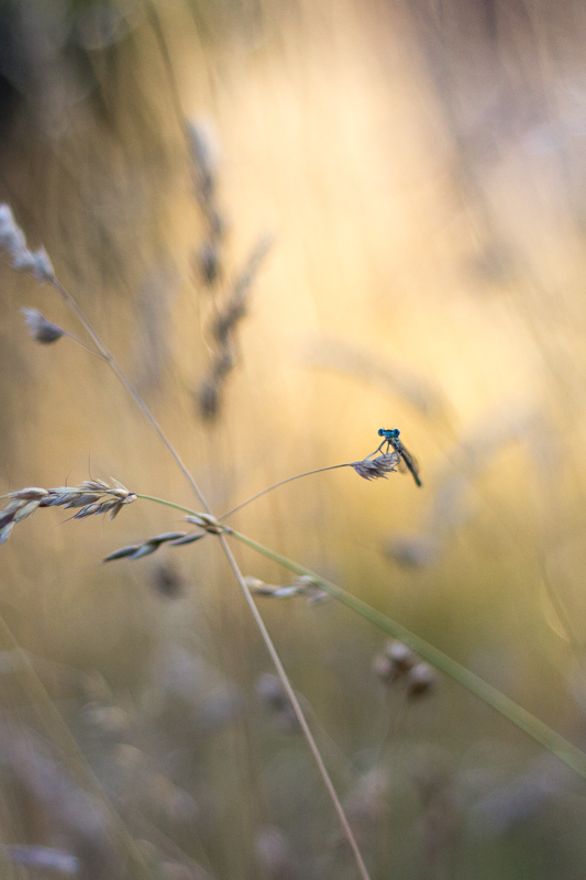 Agrion lumineux.JPG