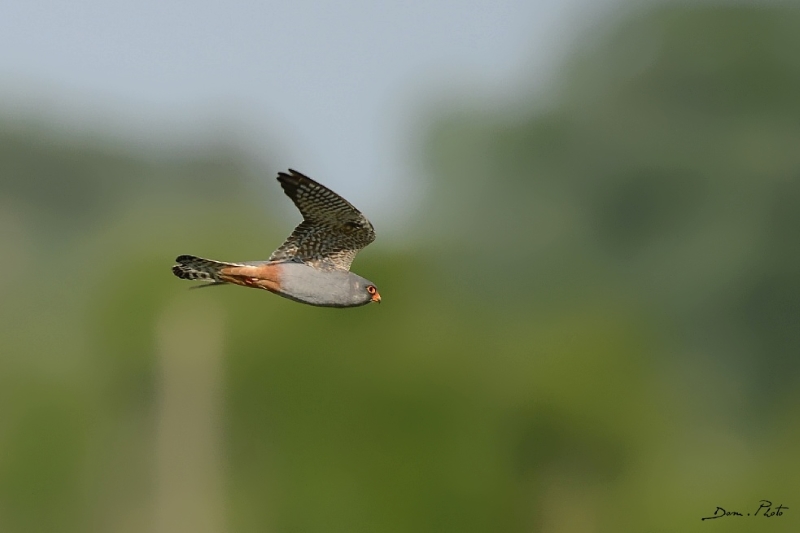 DSC_6844.JPG