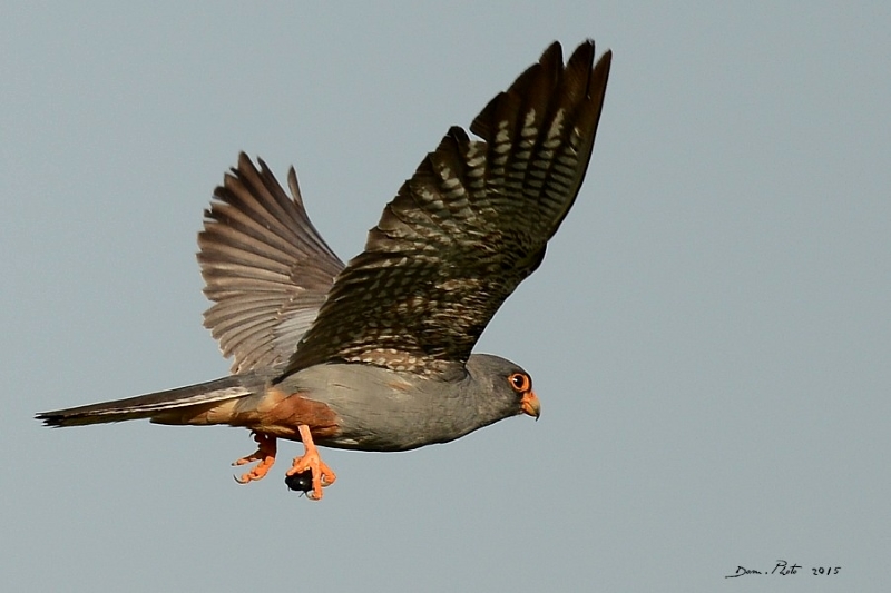 DSC_6757.JPG