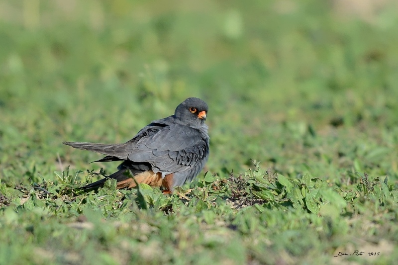 DSC_6861.JPG