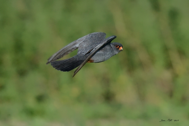 DSC_6880.JPG