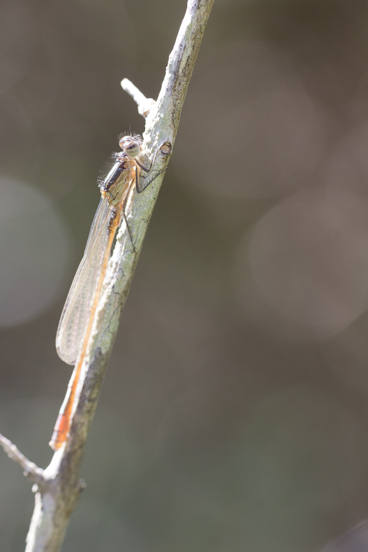 Libellule sur une branche.JPG