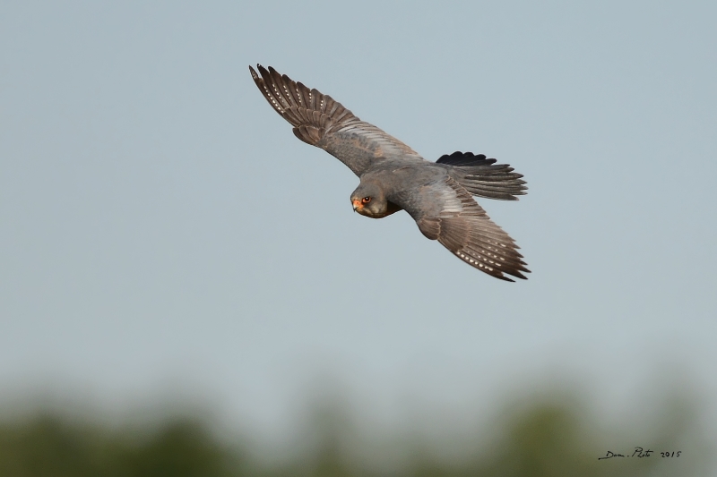 DSC_7156.JPG
