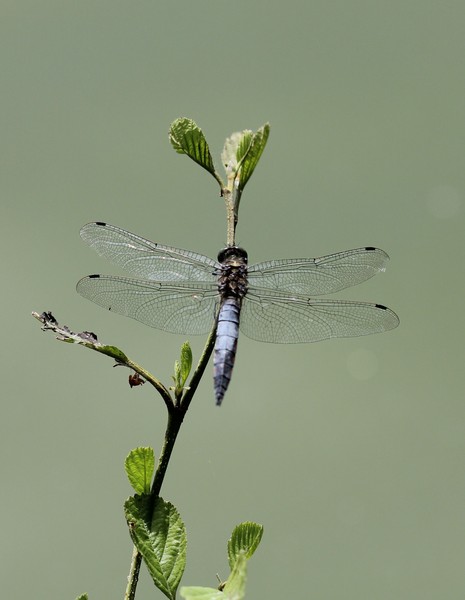 02 08 2013 ETANG OUZOUERE SUR TREZE (LOIRET) (12) (Copier).JPG