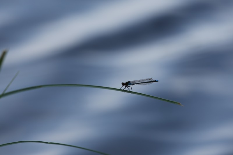 libellule images et nature.jpg