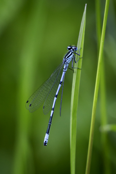 IMG_9131-3.jpg