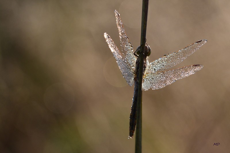 Sympetrum sanguin  29-09-14 07-45-54.JPG