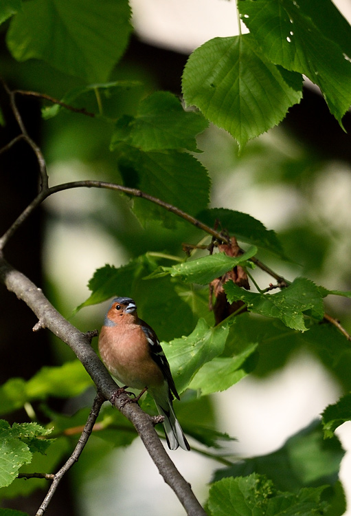 DSC_3186.jpg