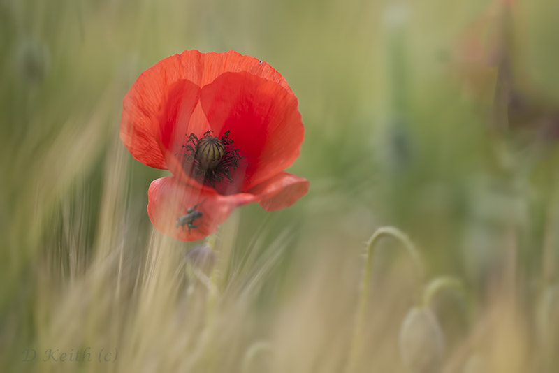 lèves chavannes_02-06-2015-13-52-43_0227.jpg