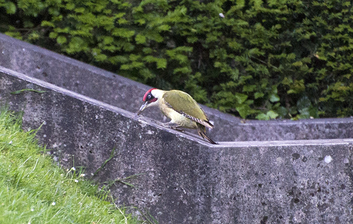 _DSC9813.jpg