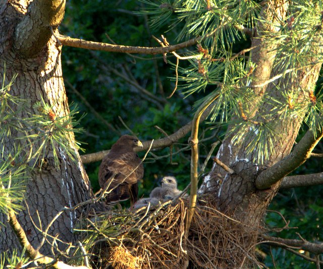 DSC_8942.NEF.JPG