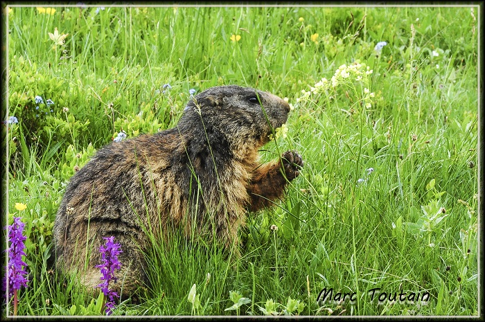 Marmotte_2_1.jpg
