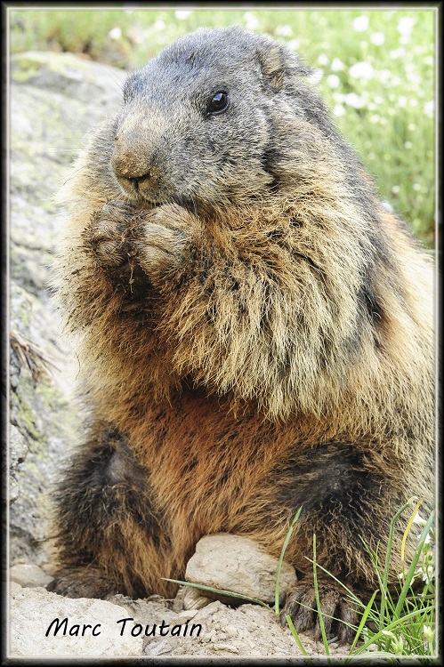 Marmotte_1_1.jpg