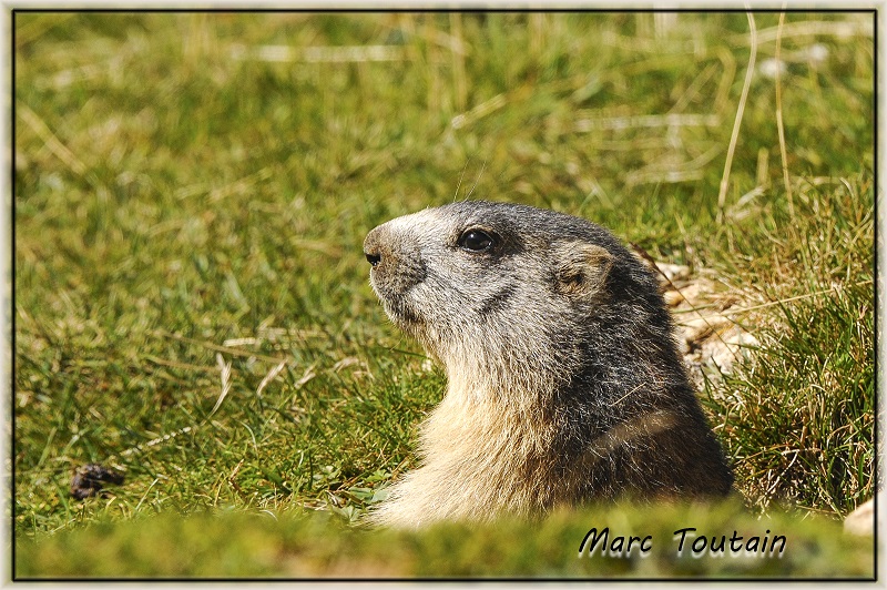 Marmotte_7_1.jpg