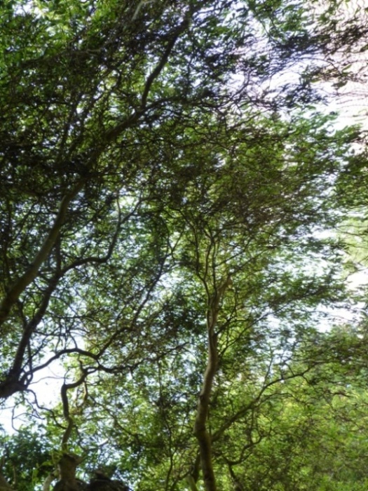 Branches.JPG