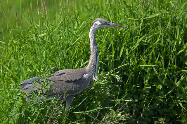 HERON 2.jpg