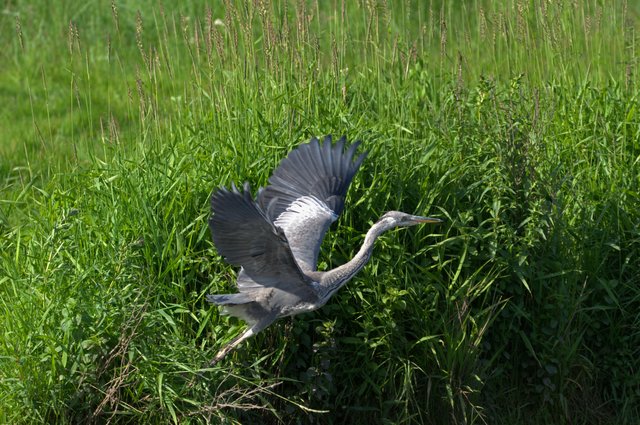 HERON 4.jpg