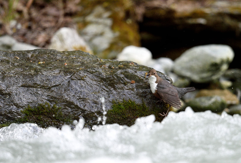 DSC_5155.jpg