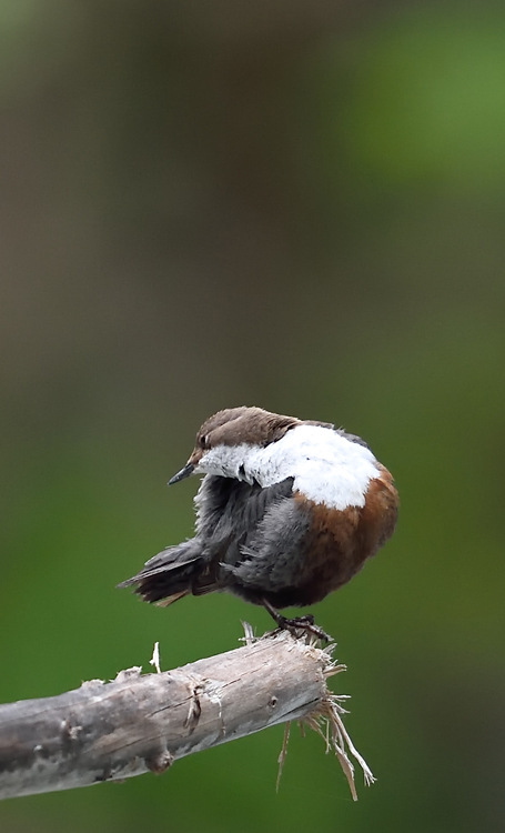 DSC_8240.jpg