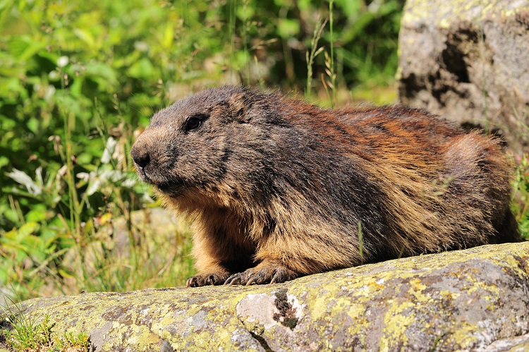 Marmotte_12_1.jpg