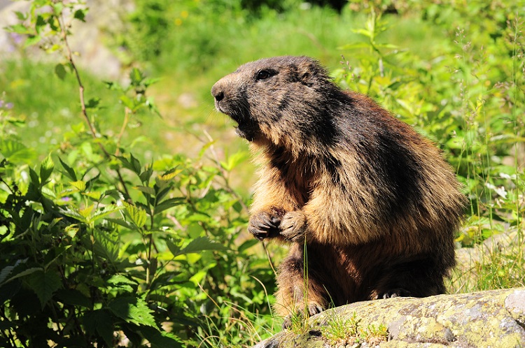 Marmotte_13_1.jpg