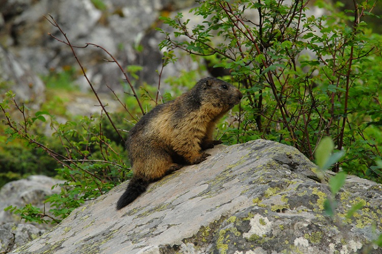 Marmotte_9_1.jpg