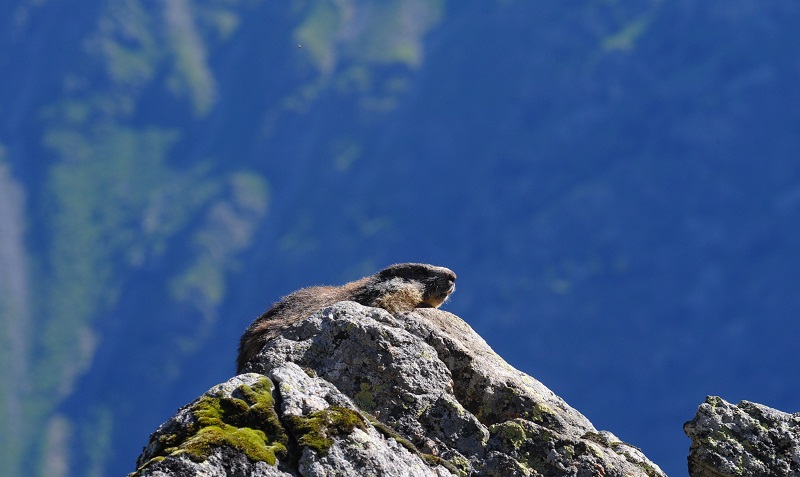 Marmotte_10_1.jpg