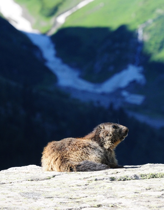 Marmotte_11_1.jpg
