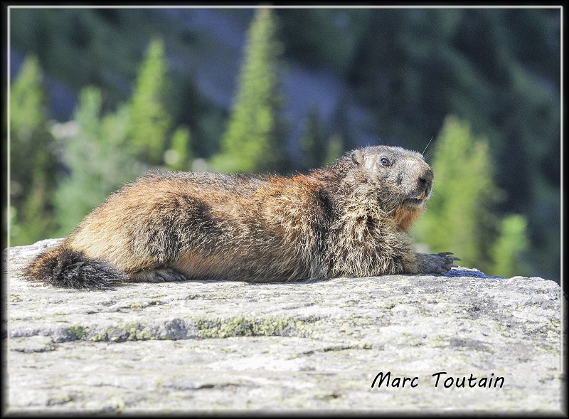 Marmotte_3_1.jpg