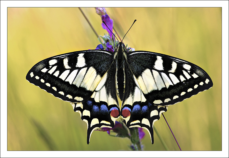 machaon 068.jpg