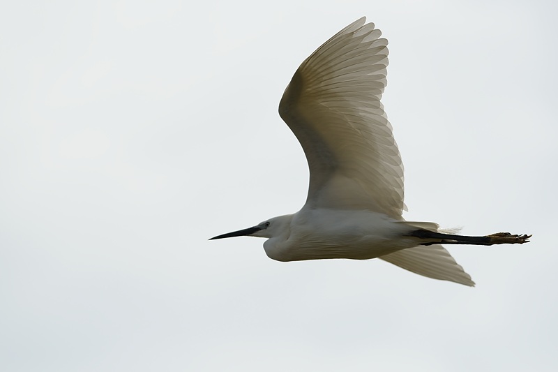 aigrette garzett_16-petite.jpg