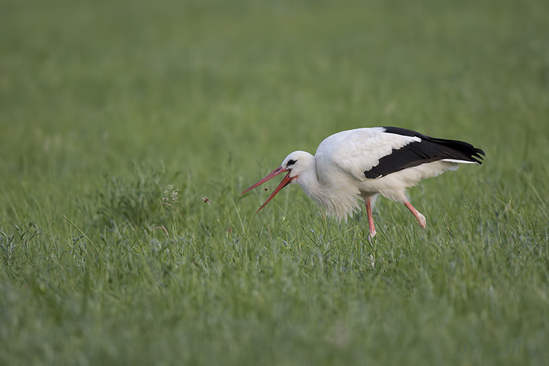 mommenheim_29-06-2015-21-18-14_0990.jpg