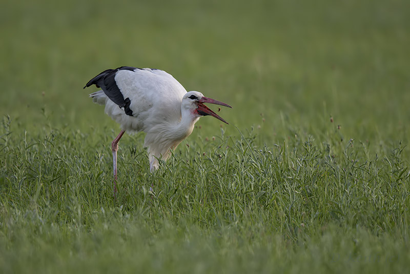 mommenheim_29-06-2015-21-12-43_0593.jpg