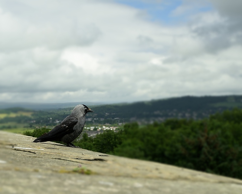 Choucas des tours.jpg