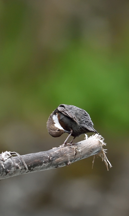 DSC_7974.jpg