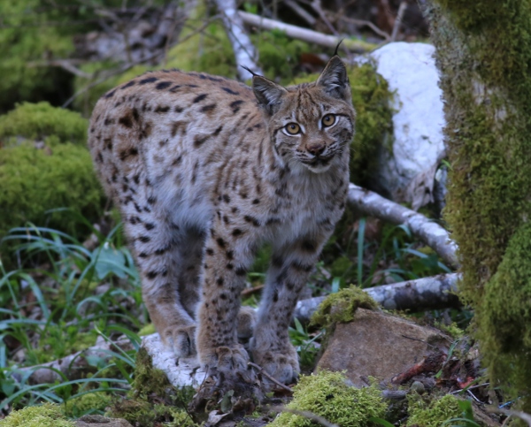 Lynx 070415 014-2.jpg