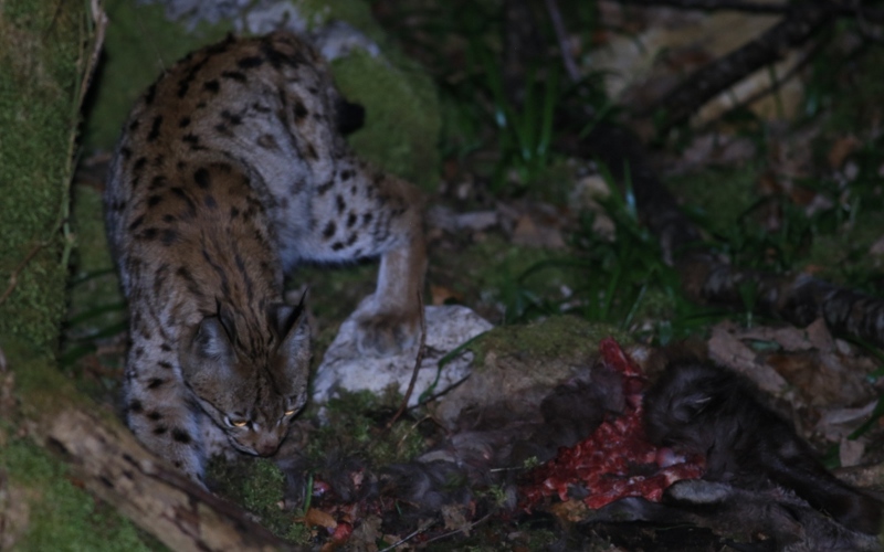 Lynx 070415 052-3.jpg