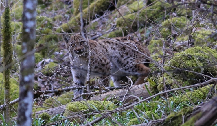 Lynx 070415 017-2.jpg