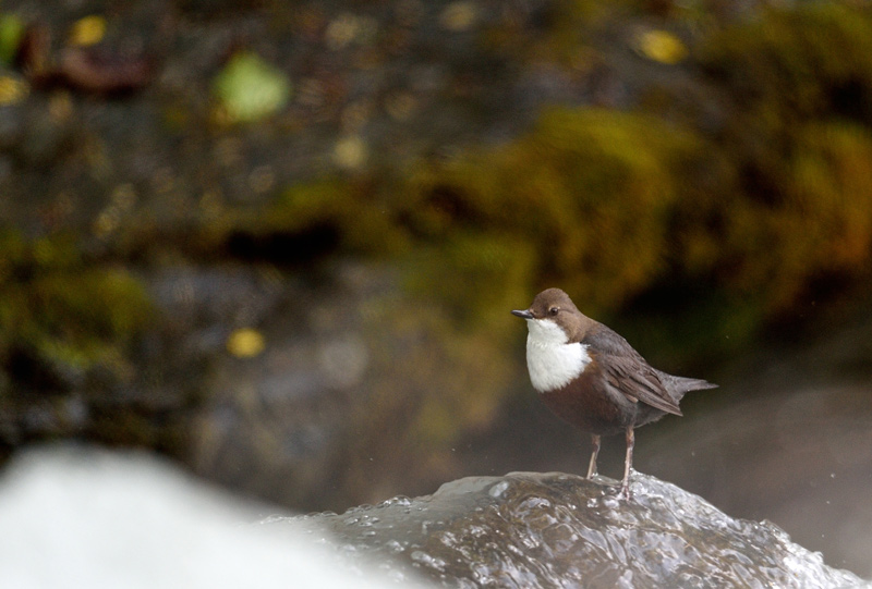 DSC_4722.jpg