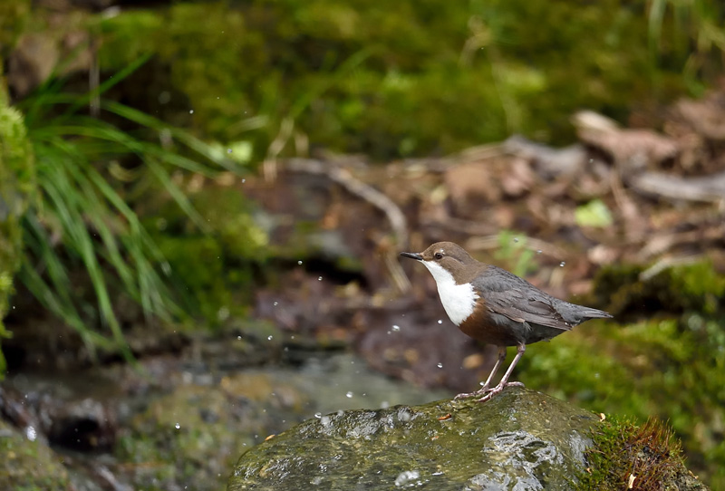 DSC_4942.jpg