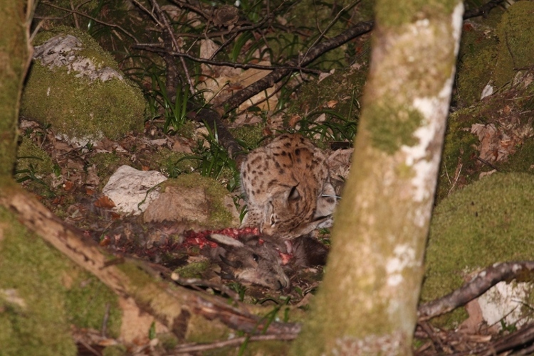 Lynx 070415 003.jpg