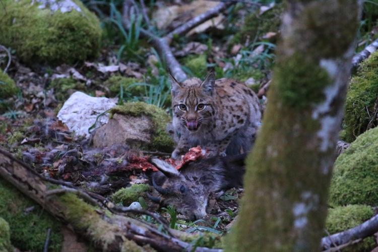 Lynx 070415 035.jpg