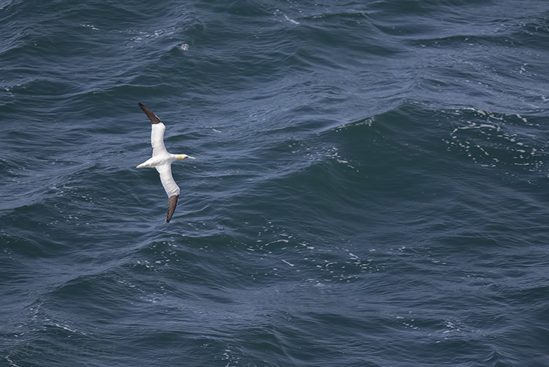 cap fréhel_31-07-2015-16-29-19_0208.jpg