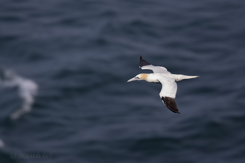 cap fréhel_31-07-2015-16-49-54_0363.jpg
