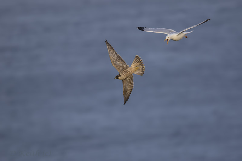 cap fréhel_27-07-2015-19-58-32_0349.jpg