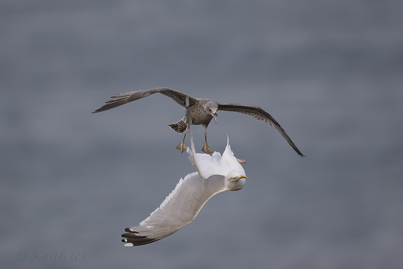 cap fréhel_27-07-2015-20-19-19_0645.jpg