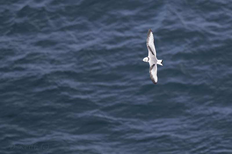 cap fréhel_31-07-2015-15-58-12_0108.jpg