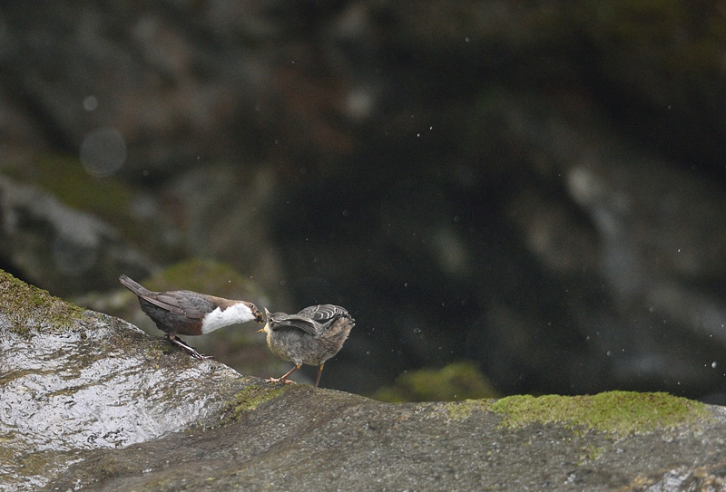 DSC_7469.jpg