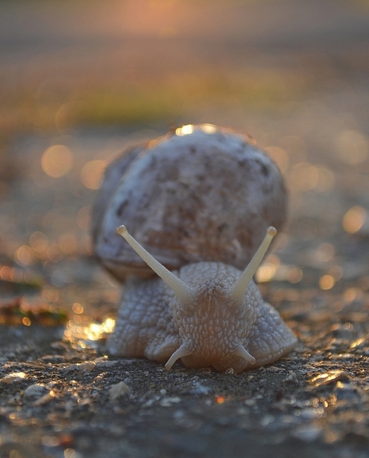 Copie de DSC_3924.JPG